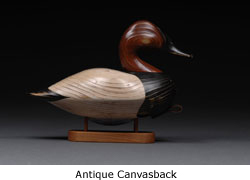 antique canvasback