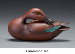 cinnamon teal