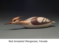 red-breasted merganser